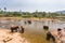 Pinnawala, elephants bathing