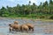 Pinnawela elephant orphanage, herd of elephants in the river, Pinnawela