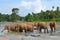 Pinnawela elephant orphanage, herd of elephants in the river, Pinnawela