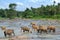 Pinnawela elephant orphanage, herd of elephants in the river, Pinnawela