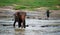 Pinnawela Elephant Orphanage in Sri Lanka