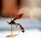 pinned ichneumon wasp specimen in an entomology insect collection