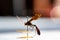 pinned ichneumon wasp specimen in an entomology insect collection