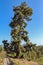 Pino Gordo, biggest Canary Island pine Pinus canariensis tree in the world. 45 meters high and approximately 700 years old