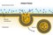 Pinocytosis. Cell transport