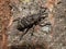 Pinodes pini pine pest snout beetle