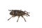 Pinodes pini pine pest snout beetle