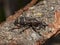 Pinodes pini pine pest snout beetle