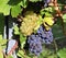 Pinot blanc and Pinot noir  grapes  hanging side by side  on vines