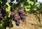 Pinot gris grape, brown pinkish variety, hanging on vine