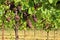 Pinot gris grapes, brown pinkish variety, hanging on vine
