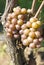 Pinot Gris/Grigio Grapes