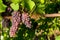 Pinot Gris Vine