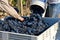 Pinot Noir Grape Harvest