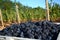 Pinot Noir Grape Harvest