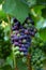 Pinot Noir Grapes