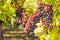 Pinot noir grapes ripening on vine in organic vineyard