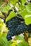 Pinot noir ripe bunch of grapes closeup