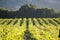 Pinot Noir Vineyard, California