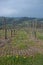 Pinot noir vineyard located Oltrepo Pavese