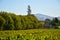 Pinotage grape vineyard and wine plantation in Stellenbosch Cape town