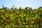Pinotage grape vineyard and wine plantation in Stellenbosch Cape town