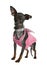 Pinscher (10 months old)