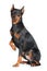 Pinscher