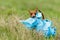 Pinscher dog catching lure on coursing competition