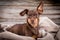 Pinscher dog laying on a blanket