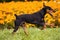 Pinscher dog runs through the grass
