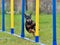 Pinscher doing slalom in agility