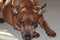 Pinscher (Min-Pin) Miniature Pinscher Stag Red