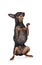 Pinscher in studio