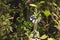 Pinscher Tamarin - Saguinus oedipus sitting on a branch among green leaves and holding a leaf in its paw with beautiful light and