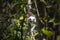 Pinscher Tamarin - Saguinus oedipus standing on a branch of a deciduous tree with beautiful light and bokeh