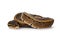 Pinstripe Ball python snake on white background