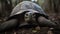Pinta Island Tortoise\\\'s Final Days in the Galapagos