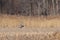 Pintail Duck Drake in Flight