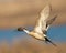 Pintail Duck in Flight