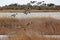 Pintail Duck migration at the Pea Island NWR NC