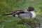 Pintail duck standing in grass