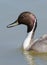 Pintail Duck Waterfowl