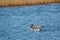 Pintail Ducks swimming in the marsh