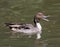 Pintail Quacking