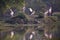 Pinted storks Mycteria leucocephala in Keoladeo Ghana Nationa