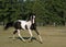 Pinto Arabian Gelding