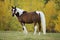 Pinto Arabian Gelding standing at pasture, watching.