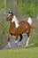 Pinto Arabian Horse galloping