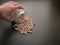 Pinto bean seeds hand dish.Pinto bean seeds are poured from a glass jar on brown wooden surface